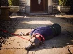 Sapphie is a tired looking whippet having a snooze at the entrance to the Rose & Crown!